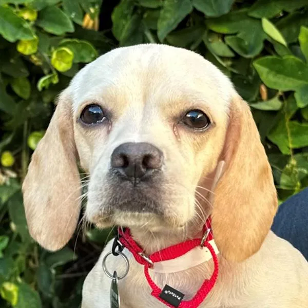 Lucy Lasagna thumbnail 5