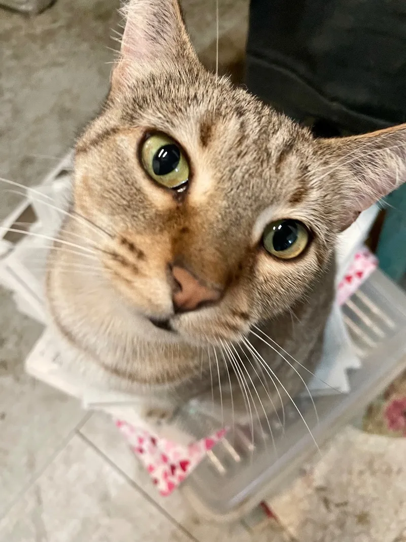 Cleopatra thumbnail 2