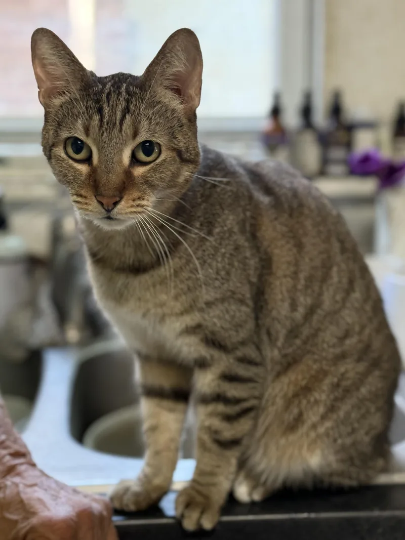 Cleopatra thumbnail 3