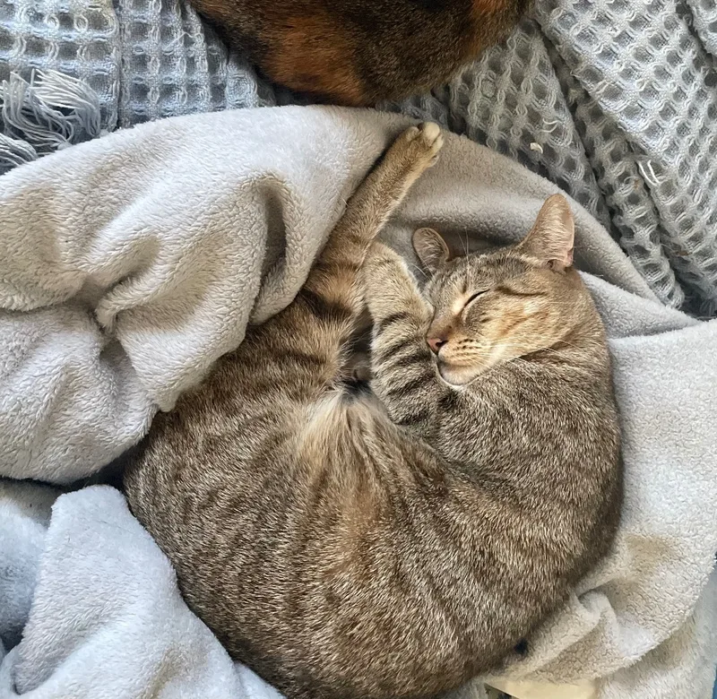 Cleopatra thumbnail 4