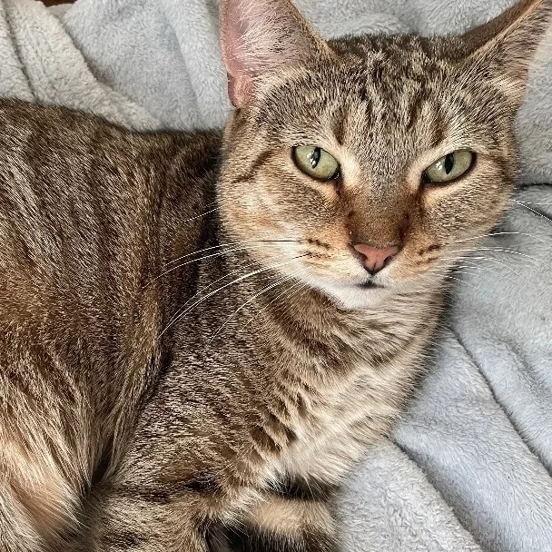 Cleopatra thumbnail 5