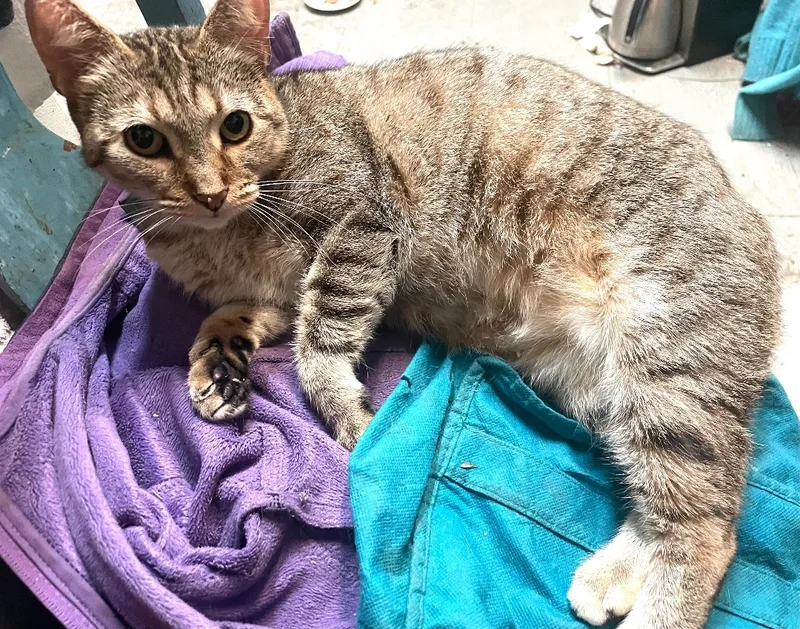 Cleopatra thumbnail 6