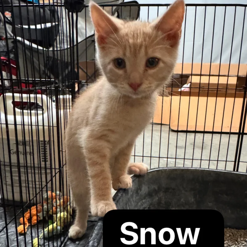 A baby medium-sized male Buff & White Domestic Short Hair cat named Snow for adoption in Murfreesboro, TN