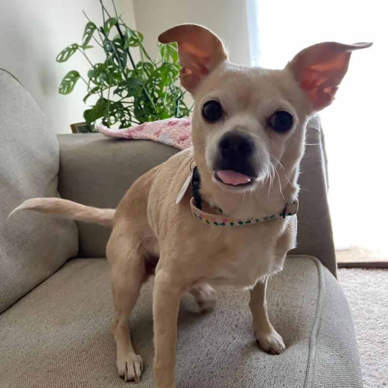 Phoebe