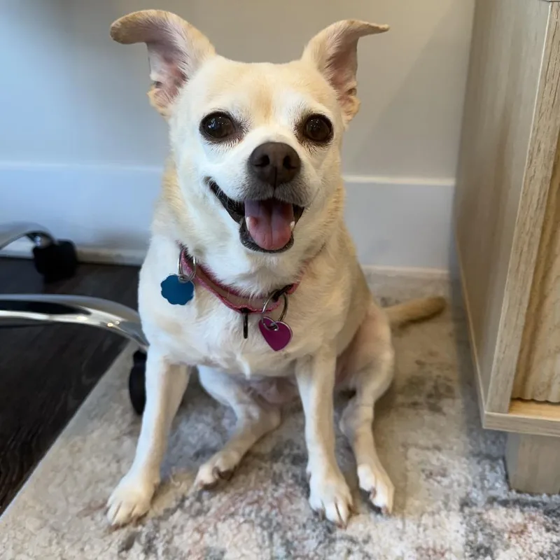 Phoebe thumbnail 2
