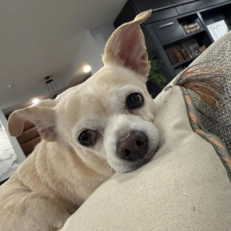 Phoebe thumbnail 6