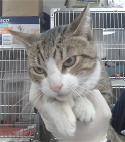 A young large-sized male Domestic Short Hair cat named Captain for adoption in Salinas, CA