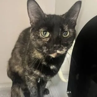 An adult medium-sized female Tortoiseshell Domestic Short Hair cat named Morticia for adoption in Phoenixville, PA