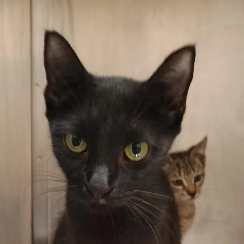 A young medium-sized female Black Domestic Short Hair cat named Disco for adoption in Palestine, TX