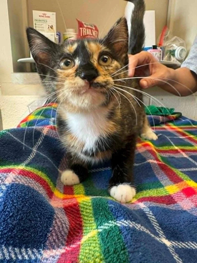 A baby medium-sized female Domestic Short Hair cat named Caramel for adoption in Marion, OH