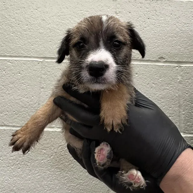 A baby small-sized female Pit Bull Terrier dog named Chiquita for adoption in Thousand Palms, CA