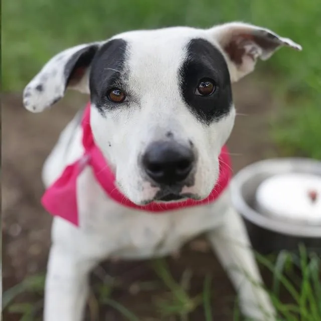 An adult medium-sized female American Staffordshire Terrier dog named Bellatrix for adoption in San Antonio, TX