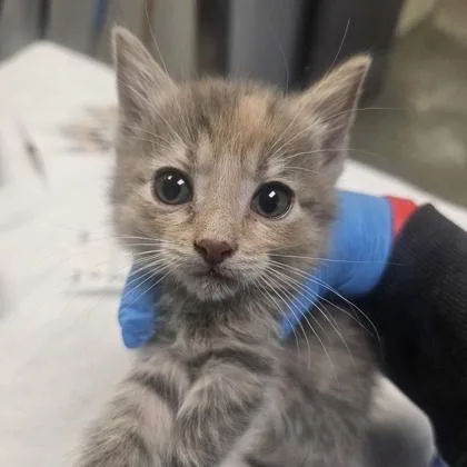 A young medium-sized female Domestic Short Hair cat named Spiffy for adoption in Kansas City, MO