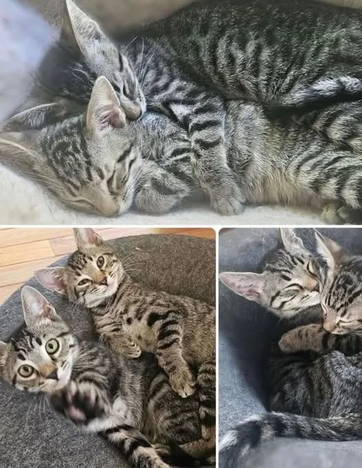 Solar BONDED PAIR