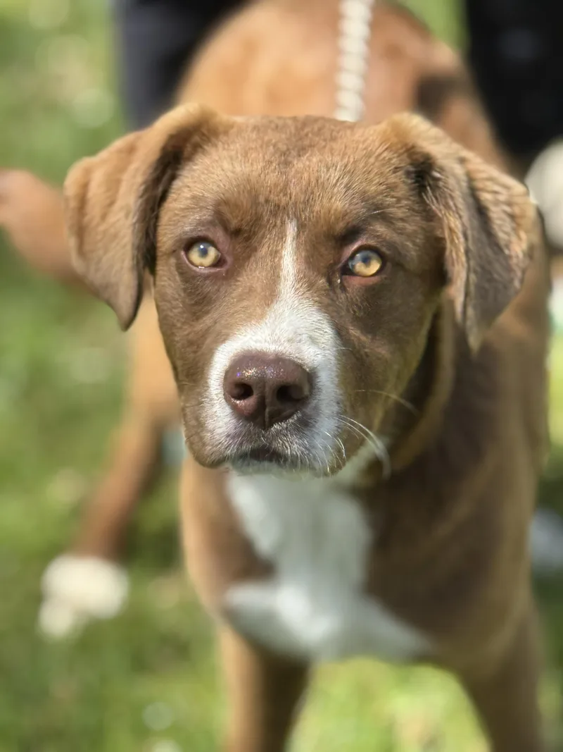 A young medium-sized male Brown / Chocolate Chocolate Labrador Retriever dog named Carson for adoption in Meherrin, VA