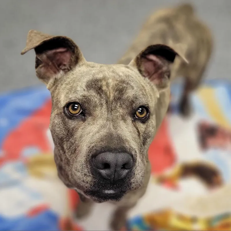 An adult medium-sized female Brindle Mixed Breed dog named Cookies for adoption in Middleburg, FL