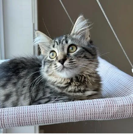 A baby medium-sized female Tabby (Buff / Tan / Fawn) Domestic Medium Hair cat named Rose for adoption in Everett, WA
