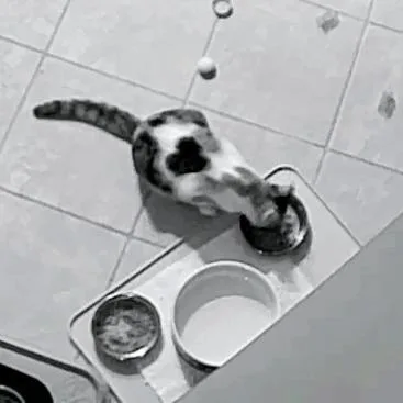 A young medium-sized female Calico Domestic Short Hair cat named Bonnie for adoption in Wheeling, IL