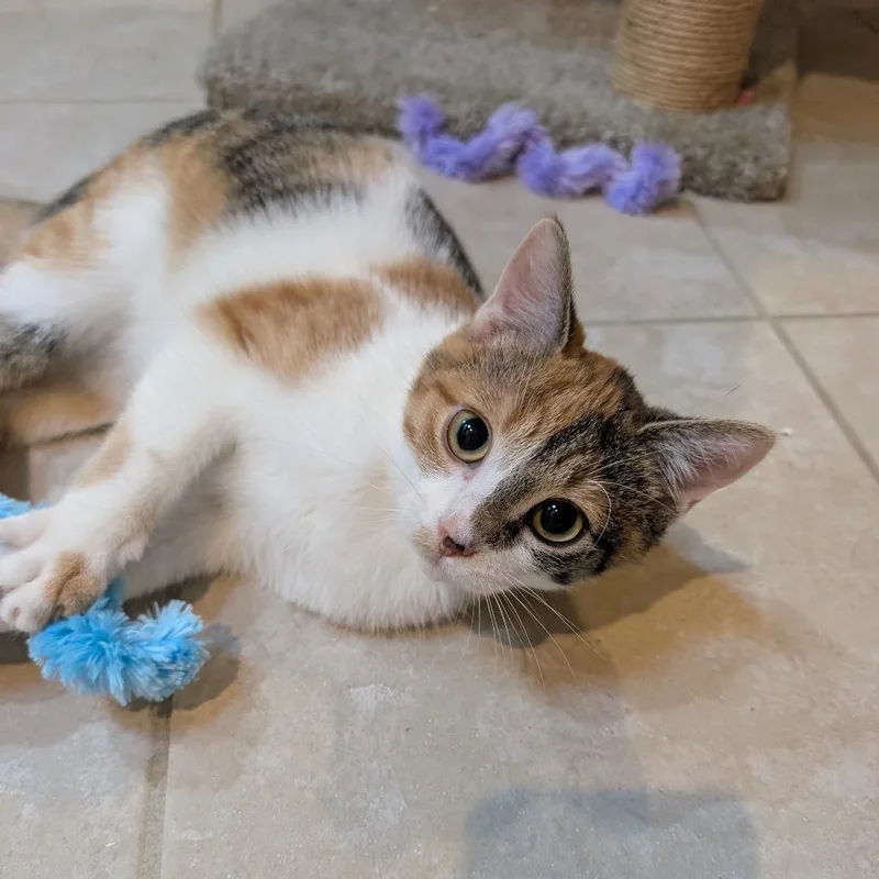 Bonnie thumbnail 4
