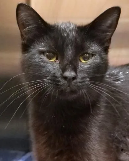 A young medium-sized female Domestic Short Hair cat named Tuna Turner for adoption in Fishers, IN