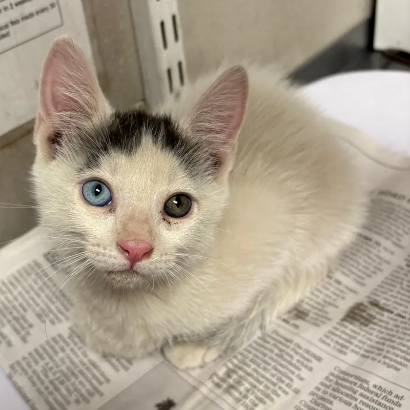 A baby small-sized male White Domestic Short Hair cat named Bowie for adoption in Yuma, AZ