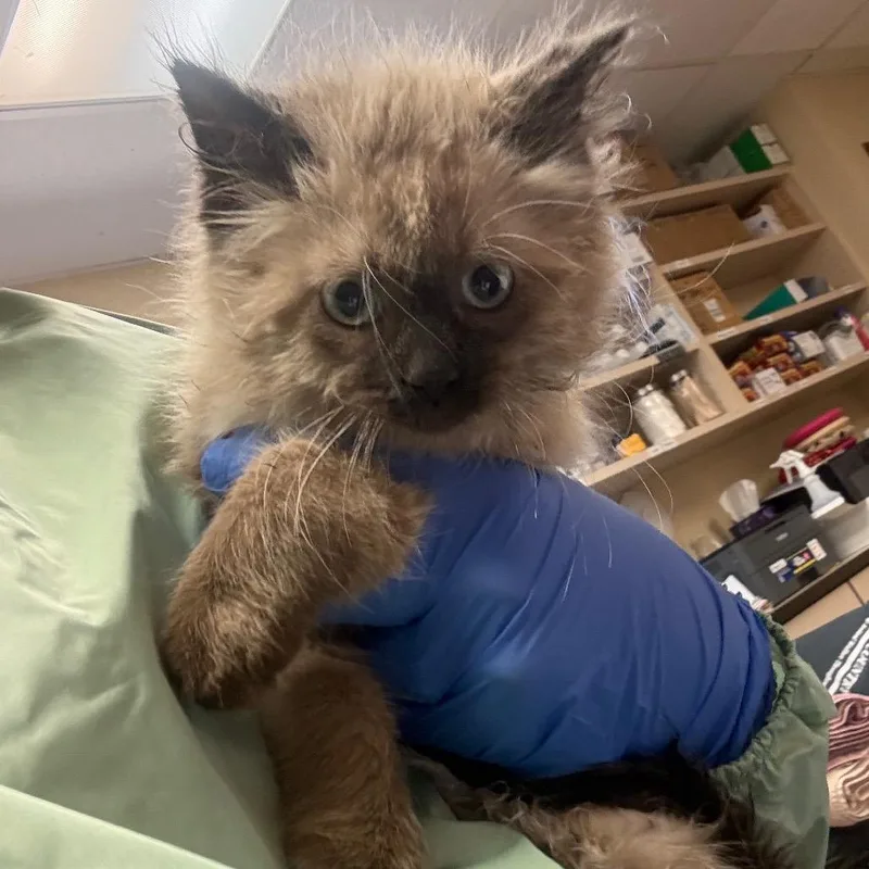 A baby small-sized male Lilac Point Siamese cat named Manhattan for adoption in Flagstaff, AZ