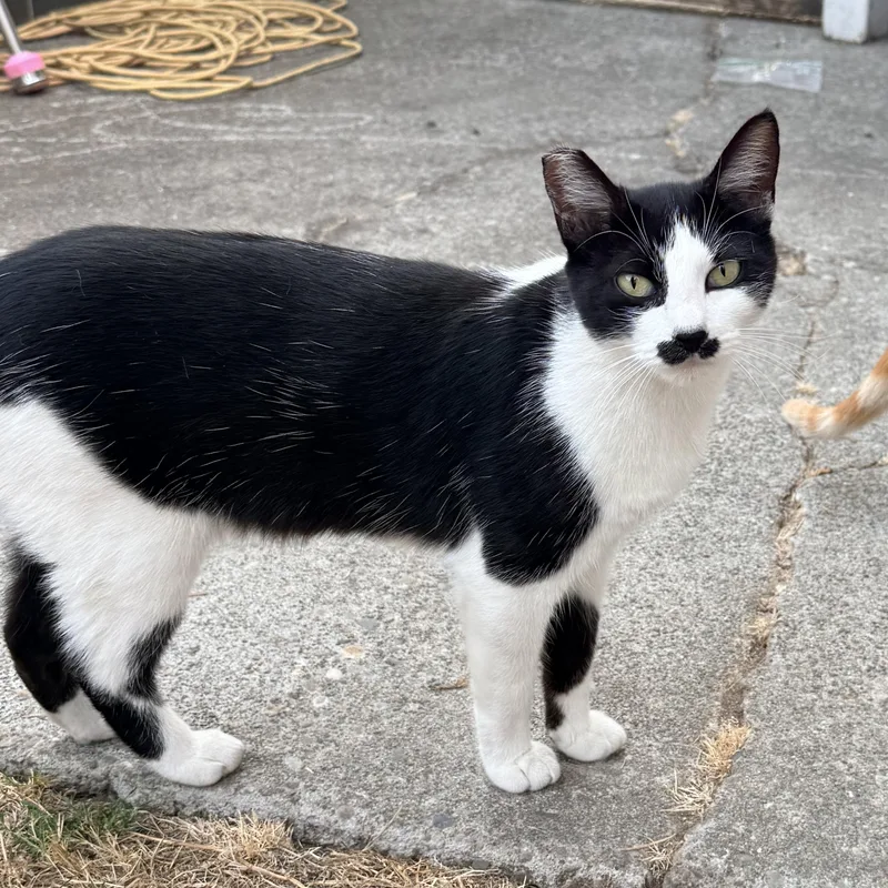 A young medium-sized female Black & White / Tuxedo American Shorthair cat named Mustache Girl for adoption in Kirkland, WA