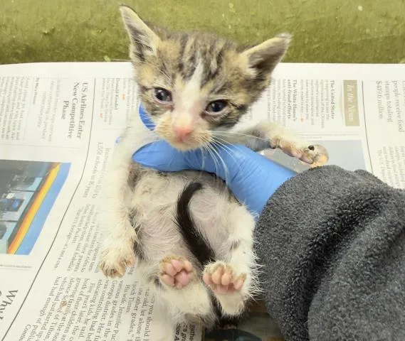 A baby small-sized male Domestic Short Hair cat named Nemo for adoption in Riverside, CA