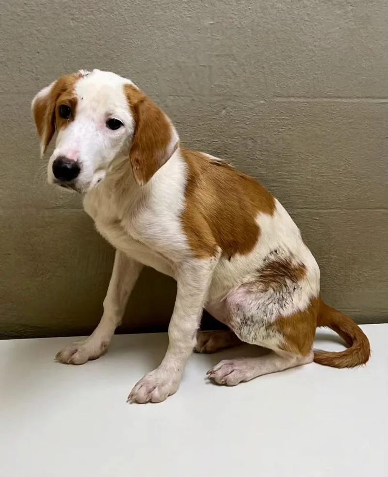 A young medium-sized female White / Cream Mountain Cur dog named Luna for adoption in Sparta, NC