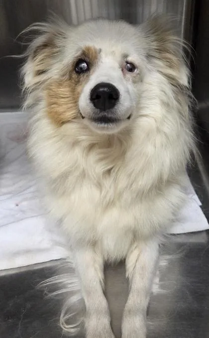 An adult small-sized female Australian Shepherd dog named Echo for adoption in Kinzers , PA