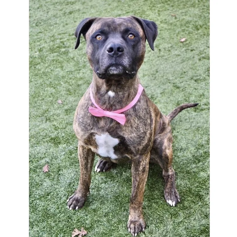 Bronson  Ecas thumbnail 4