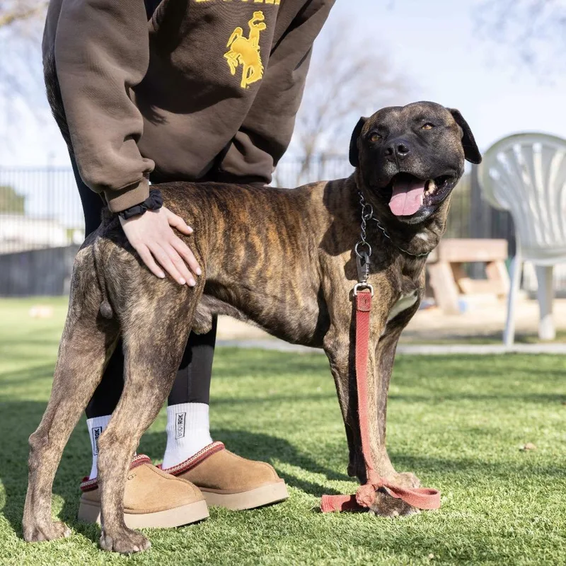 Bronson  Ecas thumbnail 5