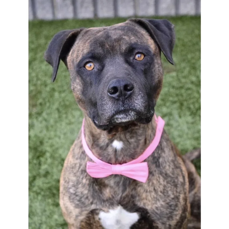 Bronson  Ecas thumbnail 6