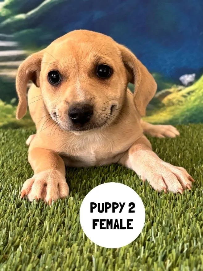 A baby small-sized female Labrador Retriever dog named Mabel for adoption in Rutherfordton, NC