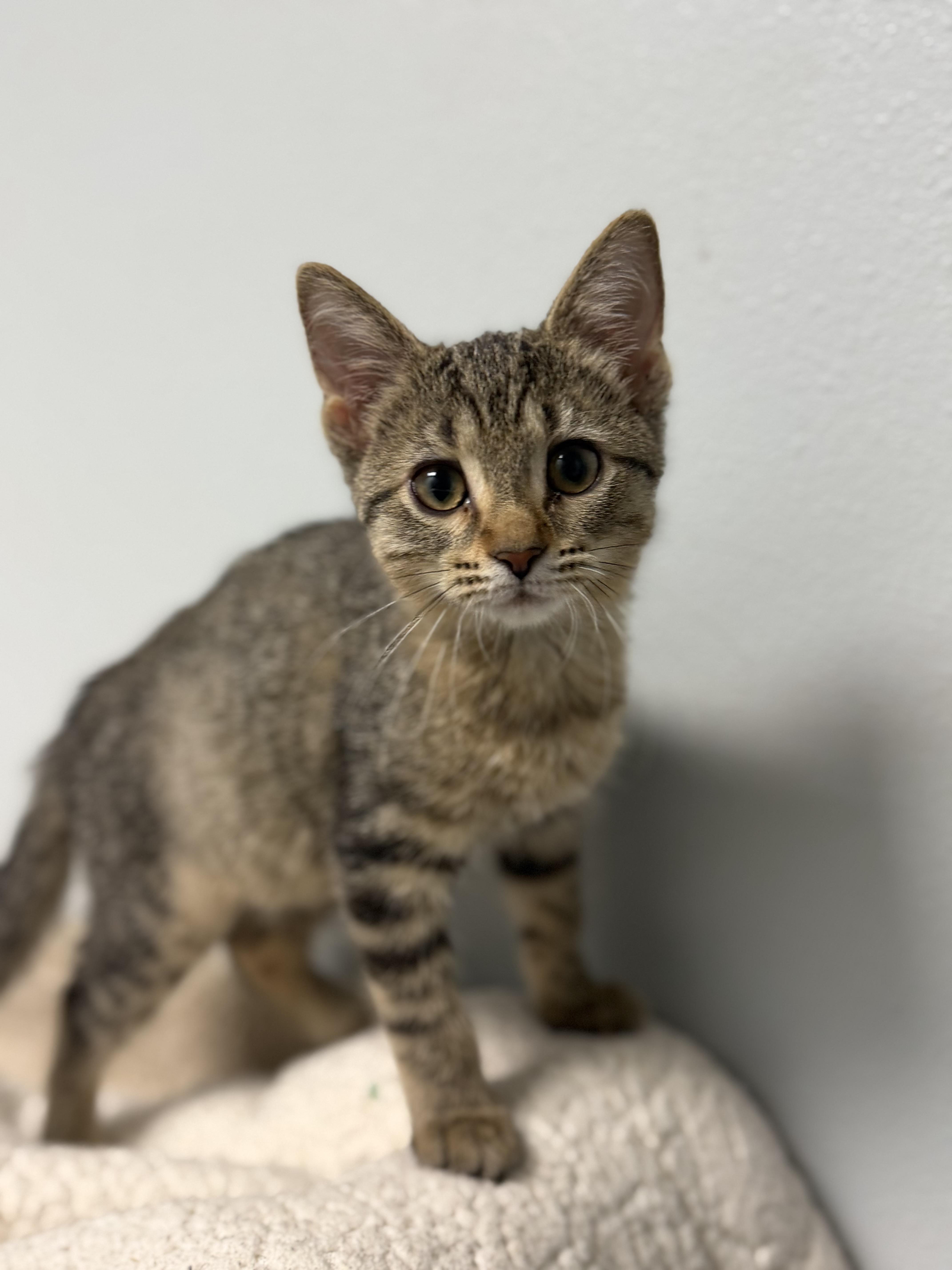 A baby medium-sized female Tabby (Brown / Chocolate) Domestic Short Hair cat named Pineapple for adoption in Dodgeville, WI