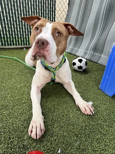 An adult medium-sized female Terrier dog named Layla for adoption in Olivette, MO