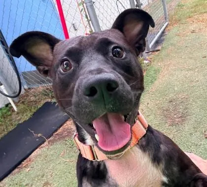 An adult medium-sized male Black Labrador Retriever dog named Mando for adoption in Inverness, FL