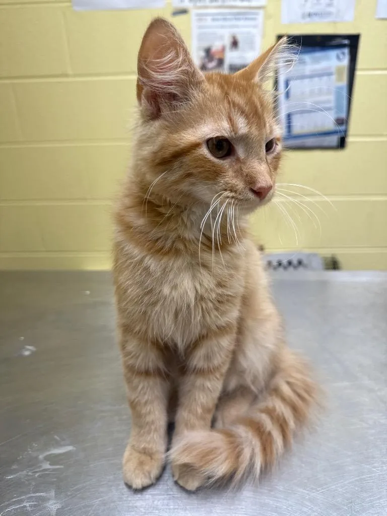 A baby small-sized male Domestic Medium Hair cat named Russel for adoption in Crossville, TN