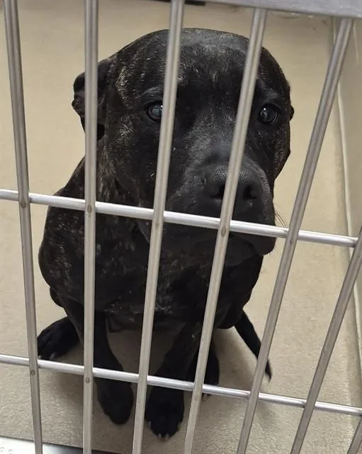An adult large-sized female Pit Bull Terrier dog named Summer for adoption in Decatur, IL