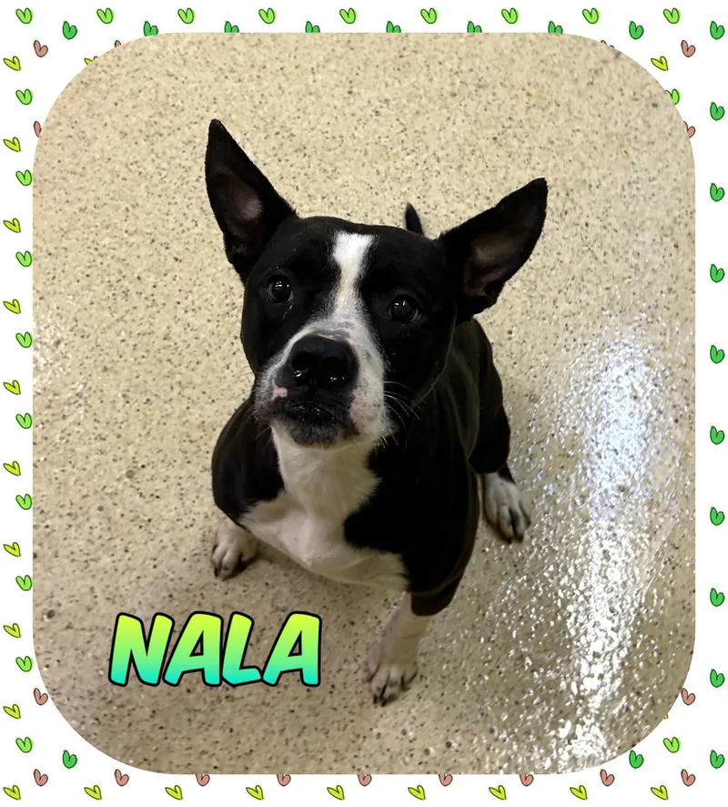 A young medium-sized female Boston Terrier dog named Nala for adoption in Muncie, IN