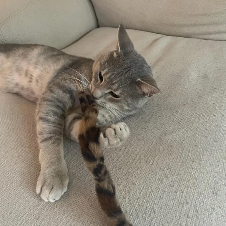 An adult large-sized male Domestic Short Hair cat named Capulet for adoption in Evanston, IL