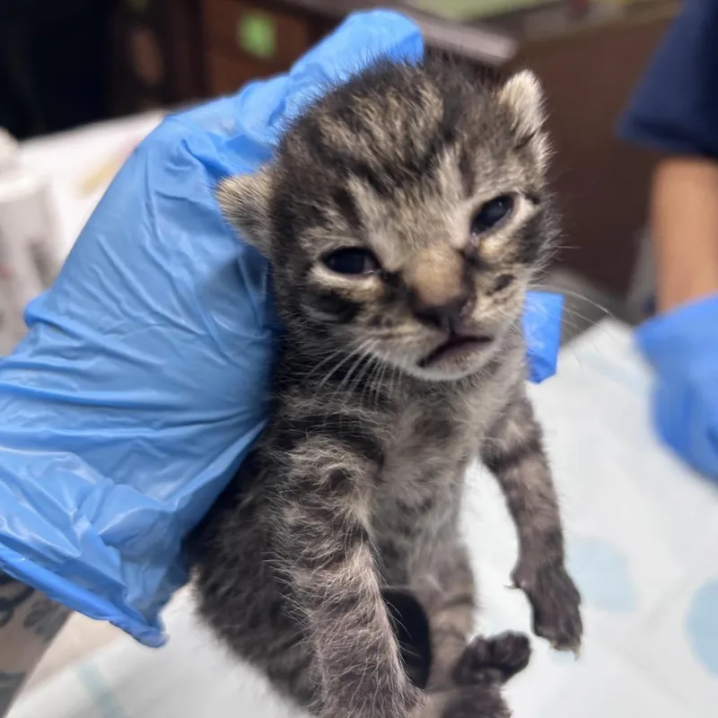 A baby small-sized female Brown / Chocolate Domestic Short Hair cat named Hulu for adoption in Summerville, SC