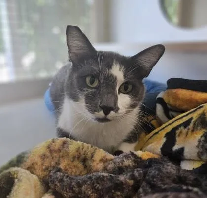 An adult small-sized female Domestic Short Hair cat named Zoloft for adoption in Pendleton, OR
