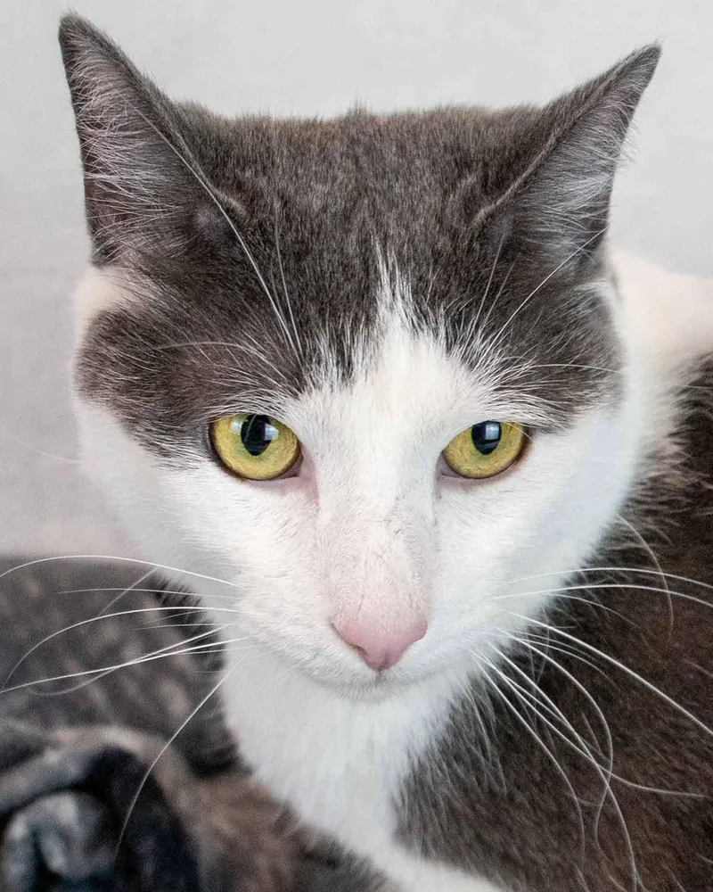 An adult medium-sized male Domestic Short Hair cat named Iceman for adoption in Kennesaw, GA