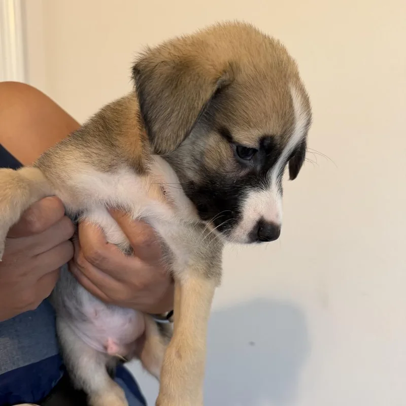 A baby medium-sized male Sable Belgian Shepherd / Malinois dog named Yogi for adoption in New Orleans, LA