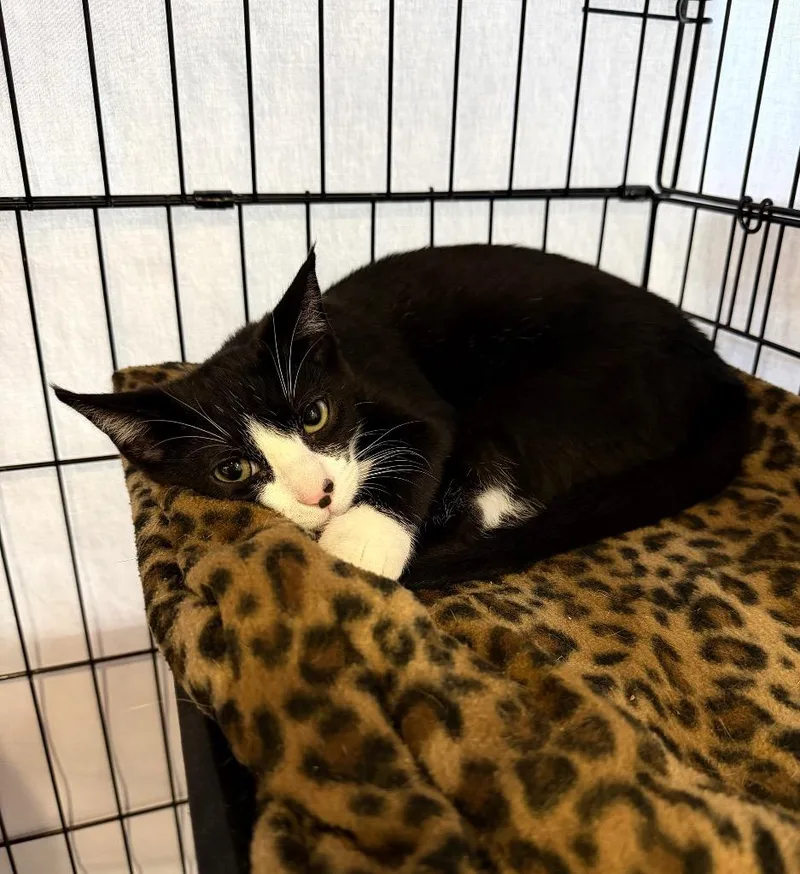 A baby medium-sized male Domestic Short Hair cat named Tombow for adoption in Cincinnati, OH