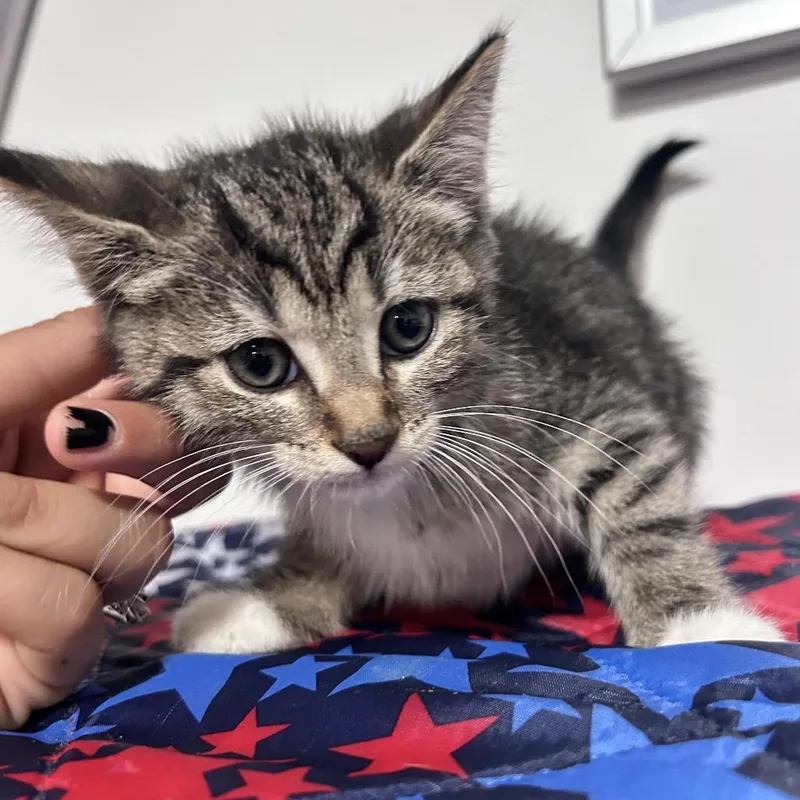 A baby small-sized male Gray / Blue / Silver Domestic Short Hair cat named Batista for adoption in Fredericksburg, VA