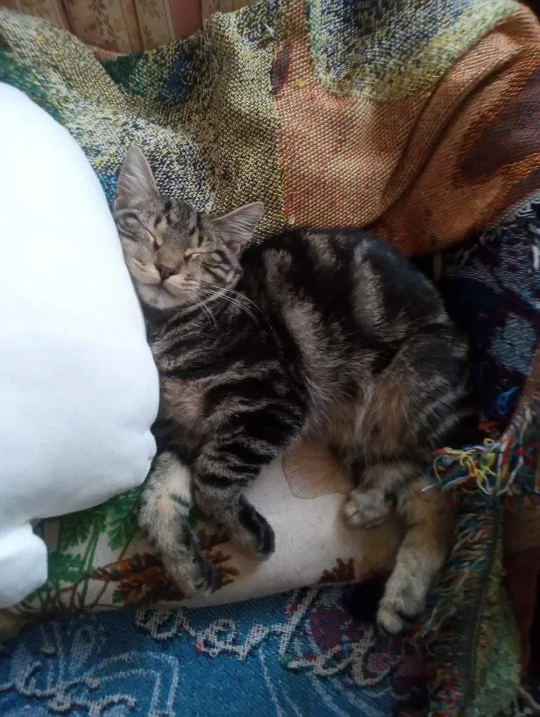 A young large-sized male Tabby (Brown / Chocolate) Domestic Short Hair cat named Clyde for adoption in Scotland Neck, NC