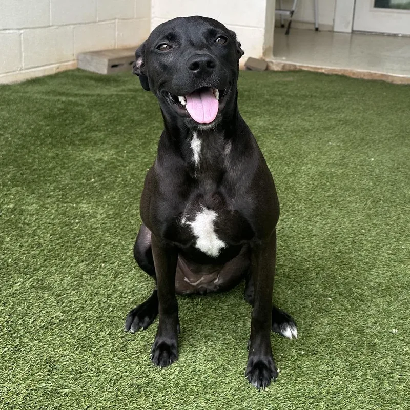 A young medium-sized female Retriever dog named Liberty for adoption in LOXAHATCHEE, FL