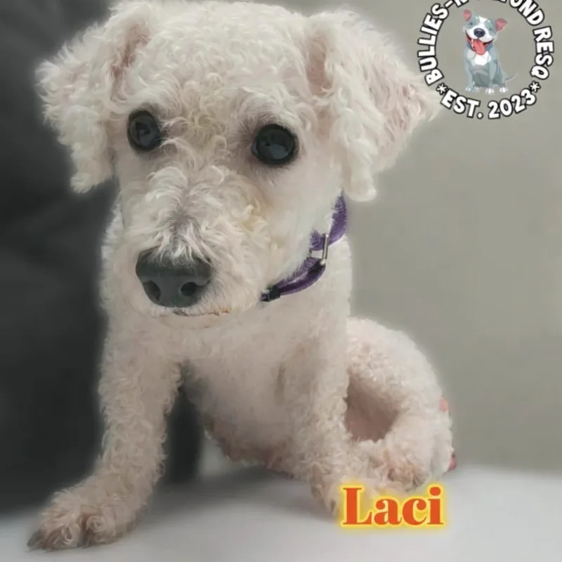 An adult small-sized female White / Cream Bichon Frise dog named Laci for adoption in Omaha, NE